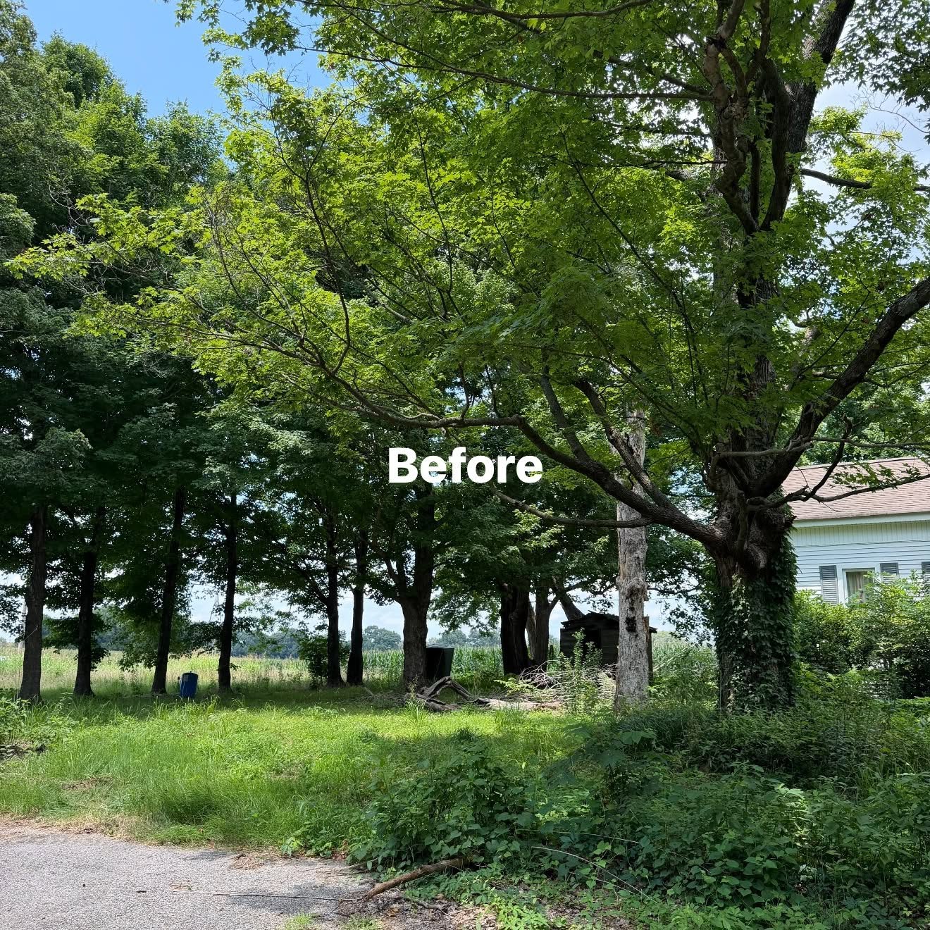 Before forest mulching and brush clearing on an overgrown Martin TN property