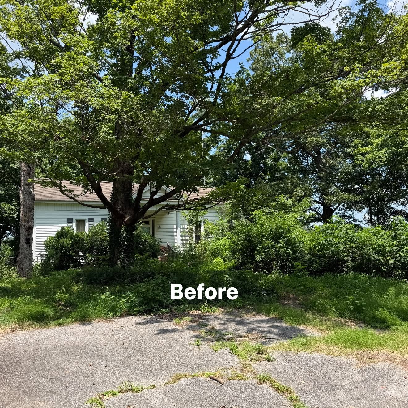 Before yard brush clearing around a white home for tree service in Martin TN
