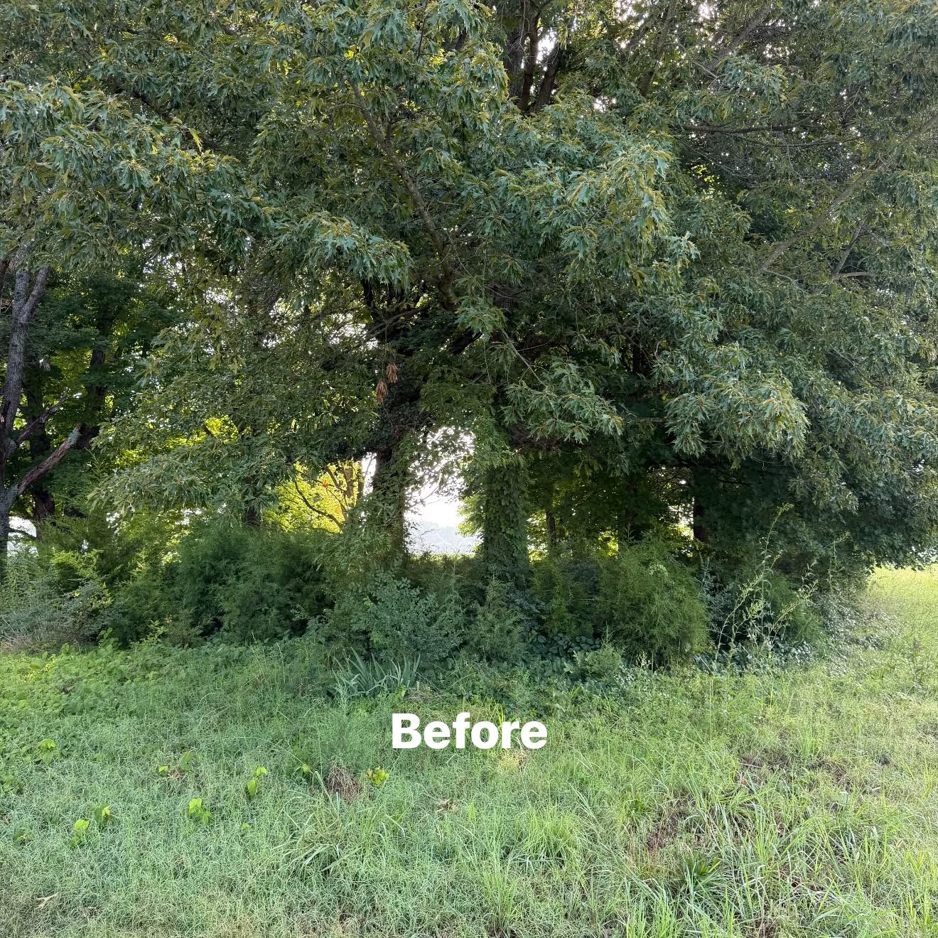 Before thick underbrush clearing for land management near Martin TN