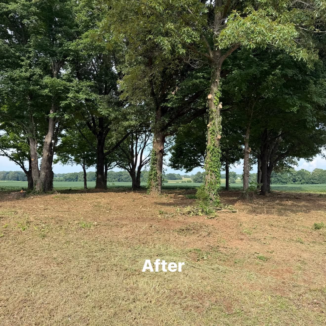 After forest mulching cleared undergrowth along a tree line in Martin TN