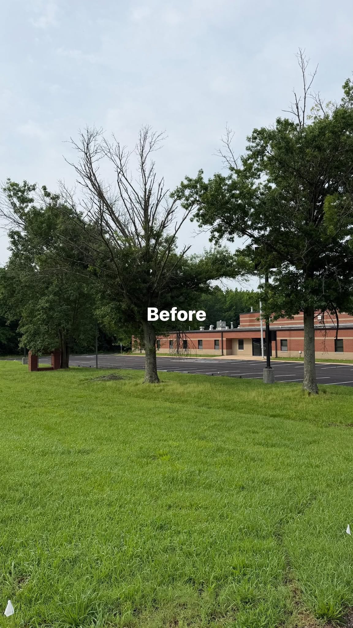 Before tree removal in front of a commercial building parking lot in Martin TN