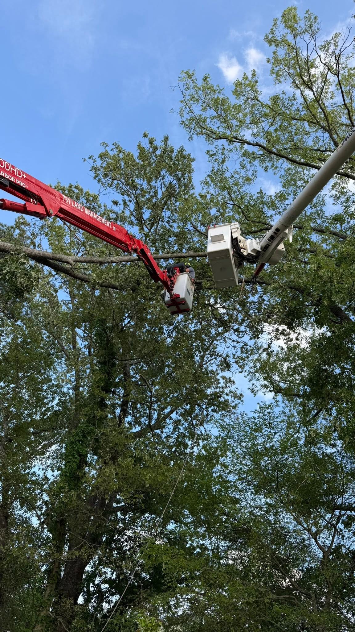 731 Land Management bucket truck crew completing tree pruning in Martin TN