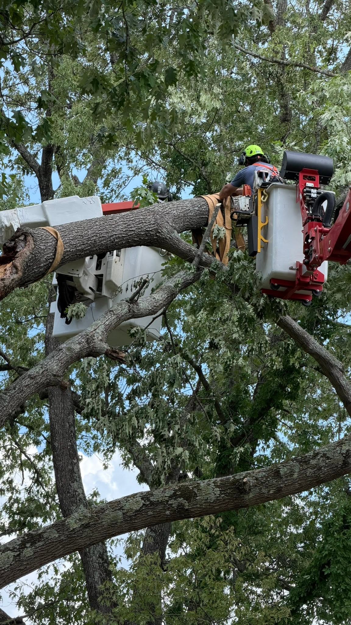 Arborist cutting and rigging a large limb during tree service in Martin TN